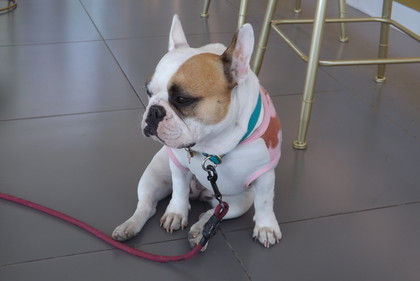 パグ犬